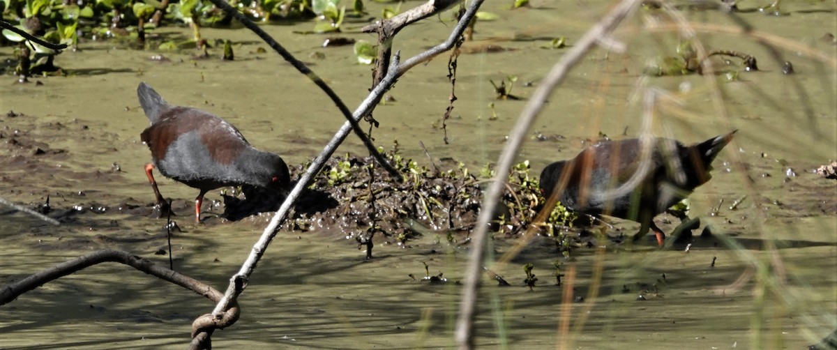 Spotless Crake - ML586823991