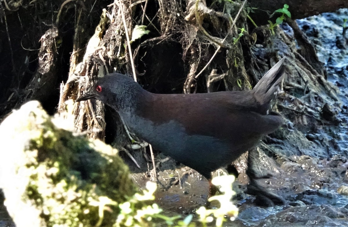 Spotless Crake - ML586824001