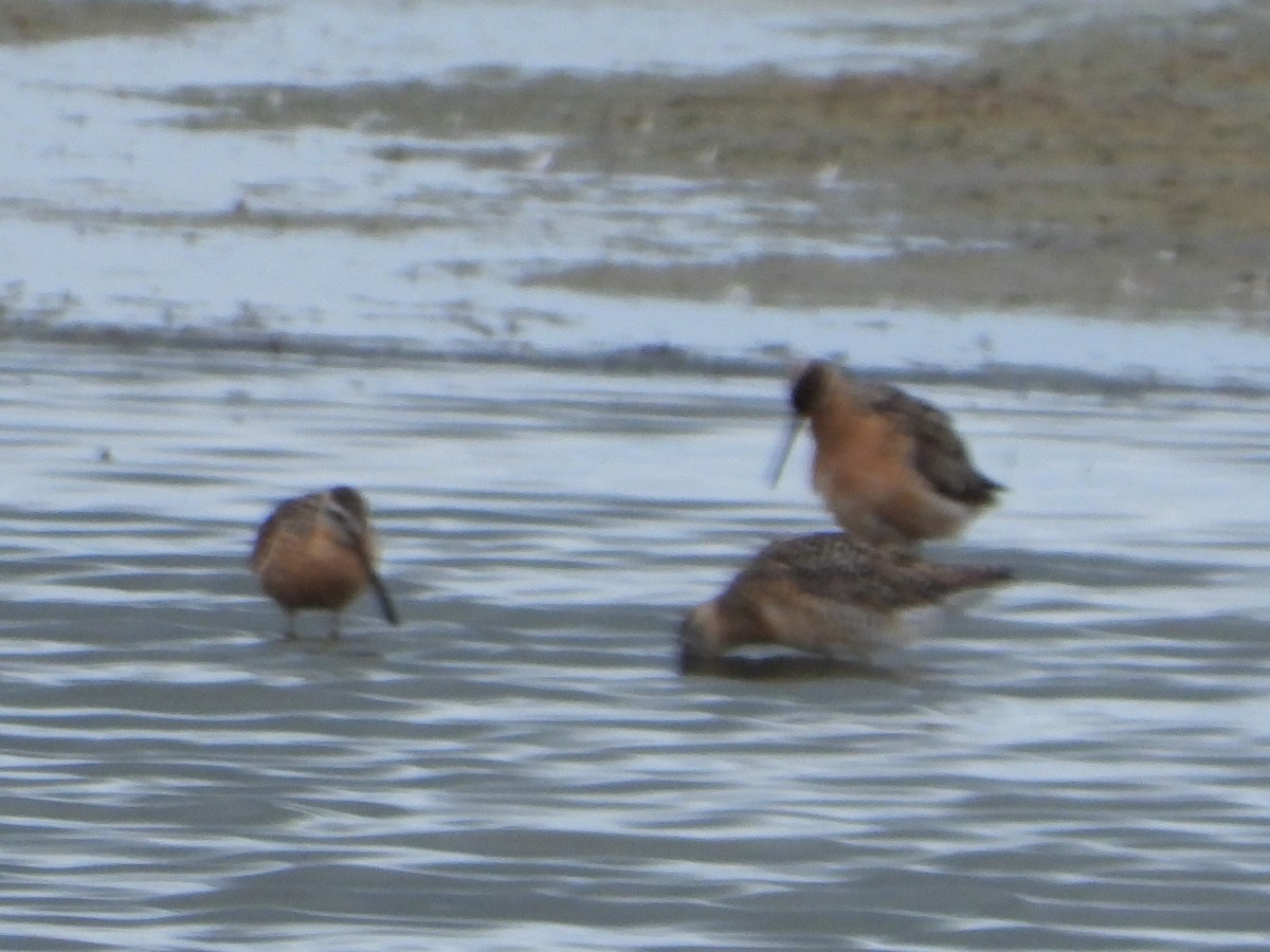 Short-billed Dowitcher - ML586824161