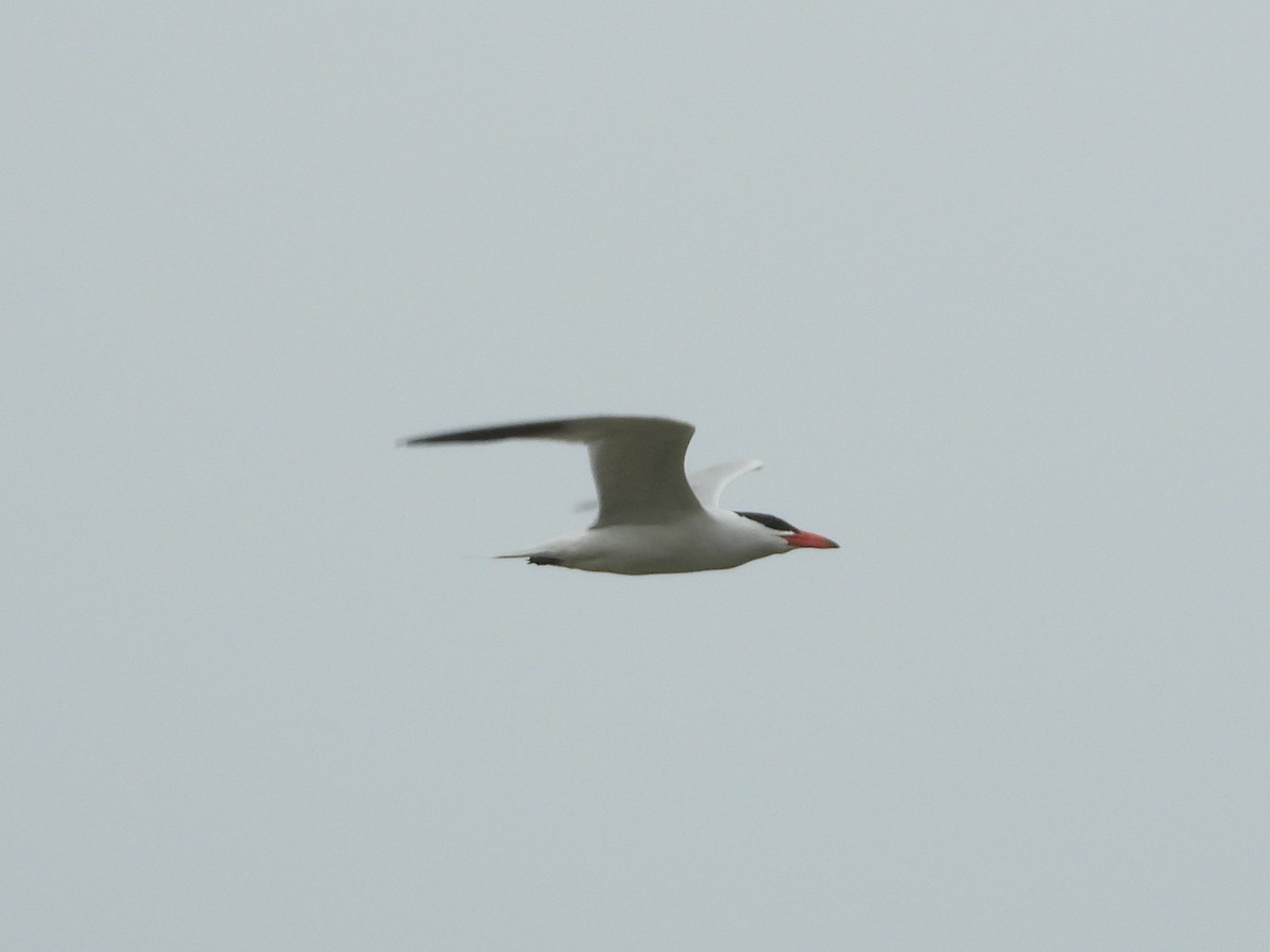 Caspian Tern - ML586824301