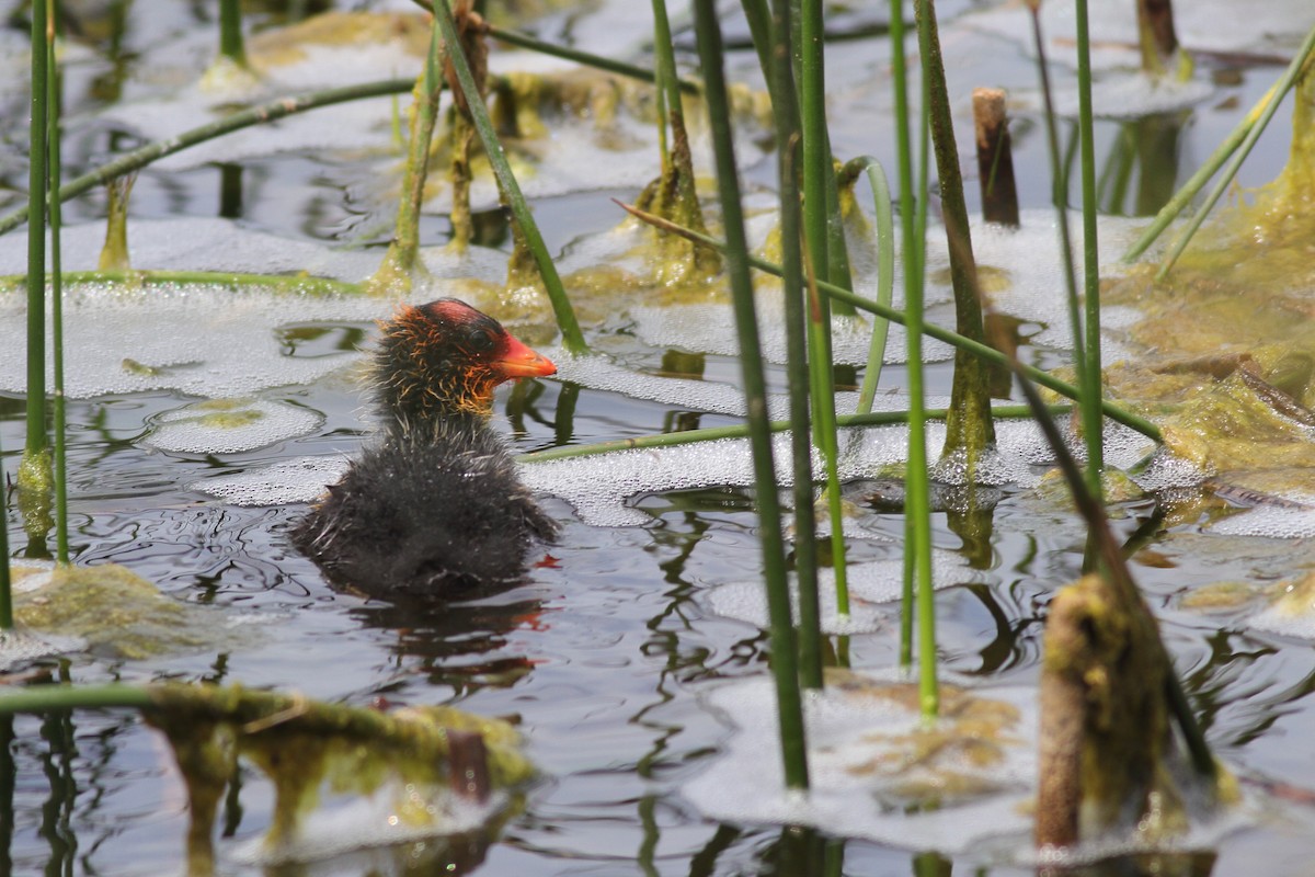 American Coot - Richard Stanton