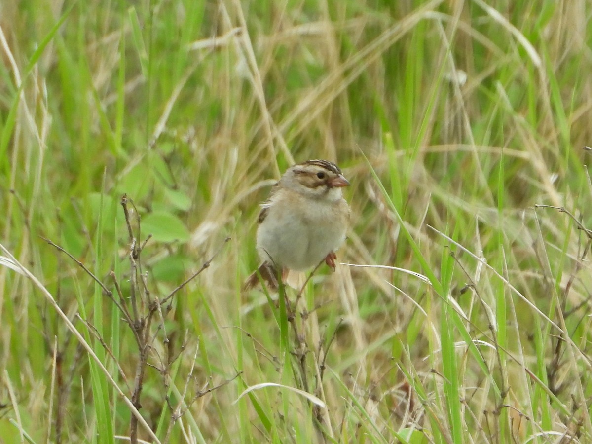 Clay-colored Sparrow - ML586825001