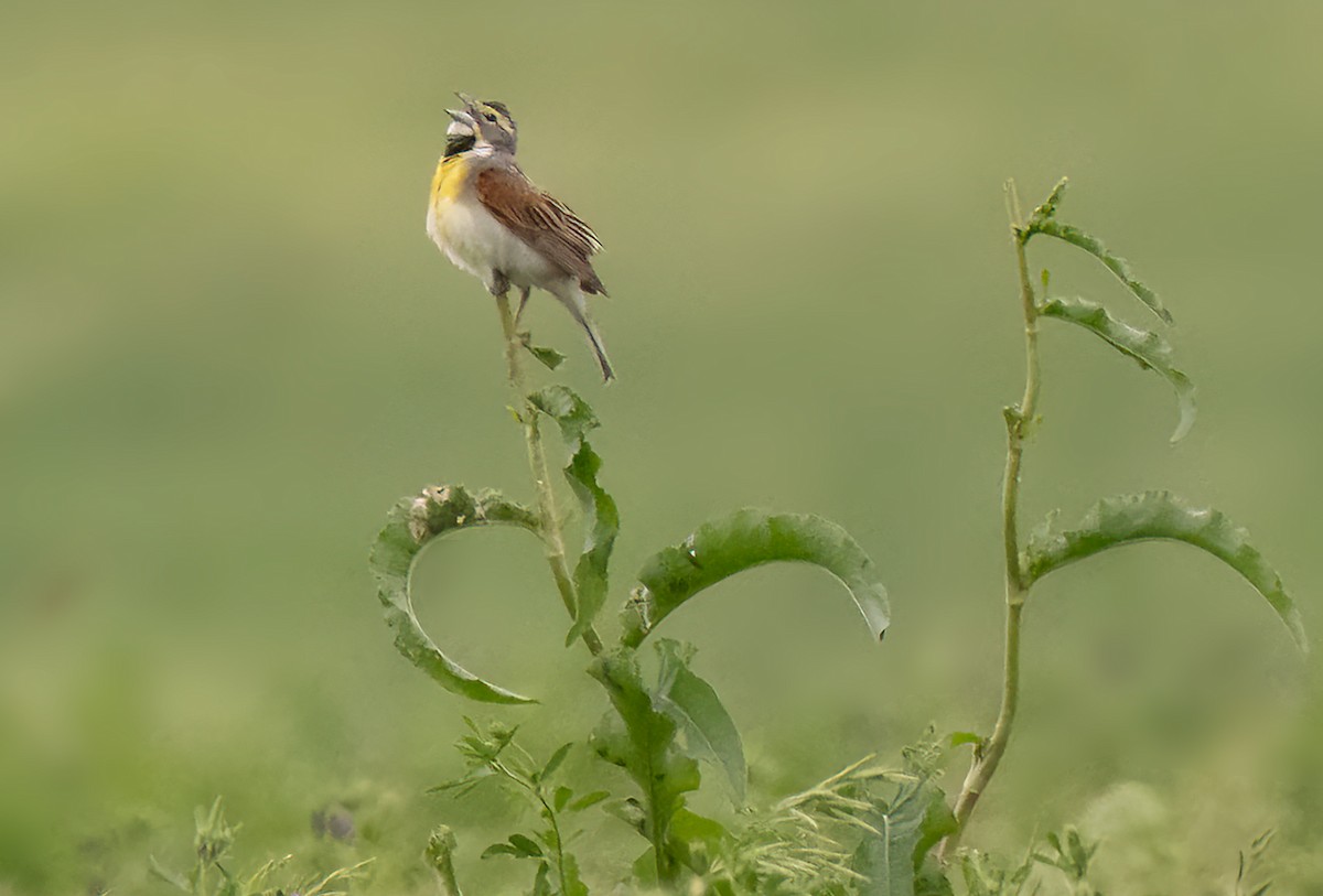 Dickcissel - ML586825161