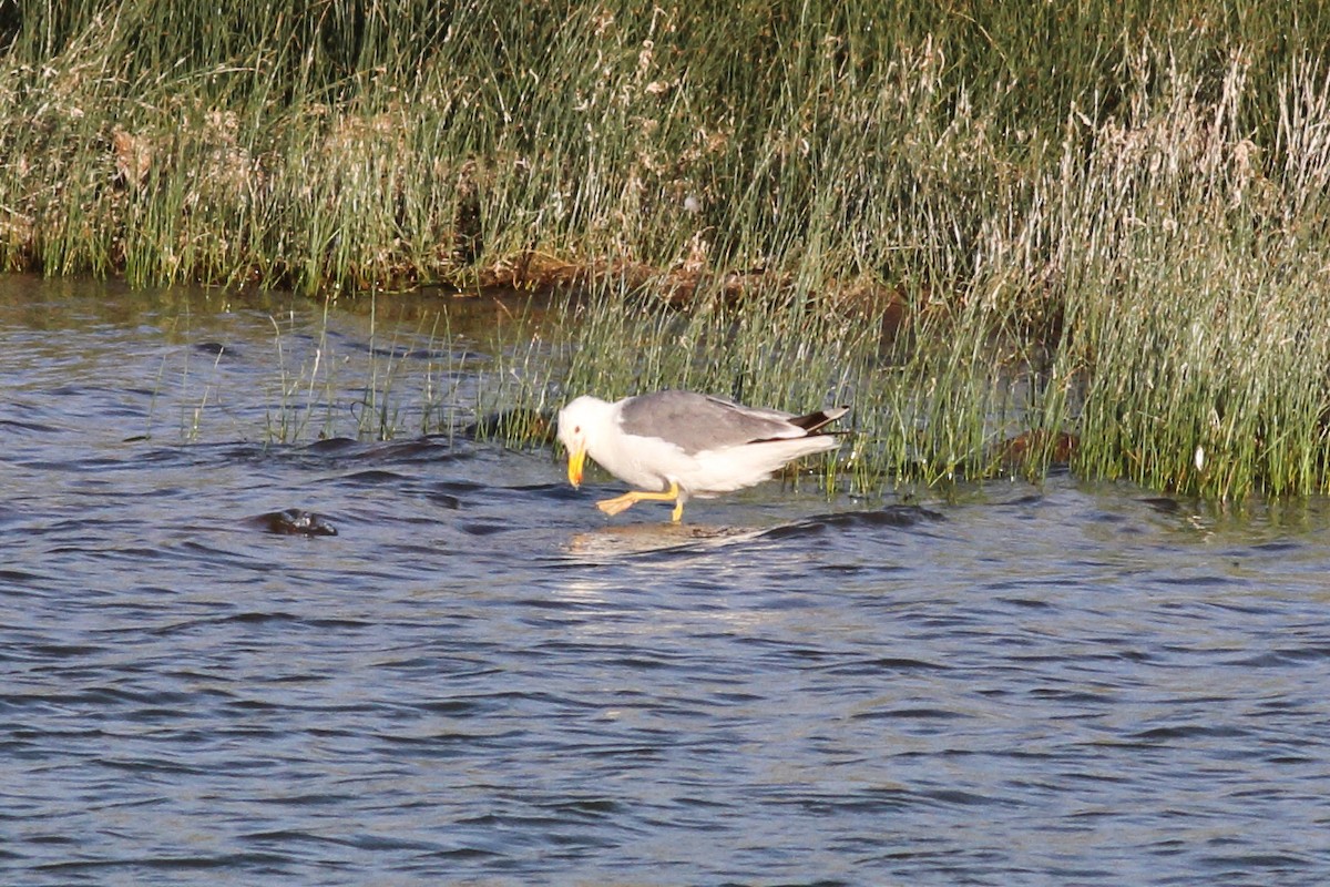 Gaviota Californiana - ML586825351