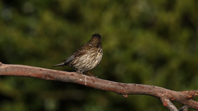 Purple Finch (Western) - ML586826061