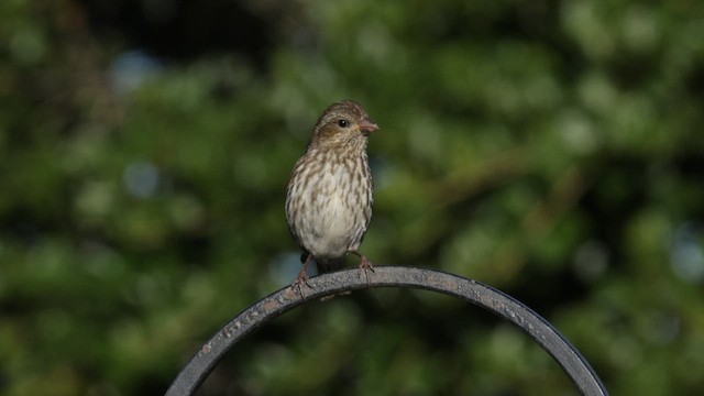 Roselin pourpré (californicus) - ML586826341