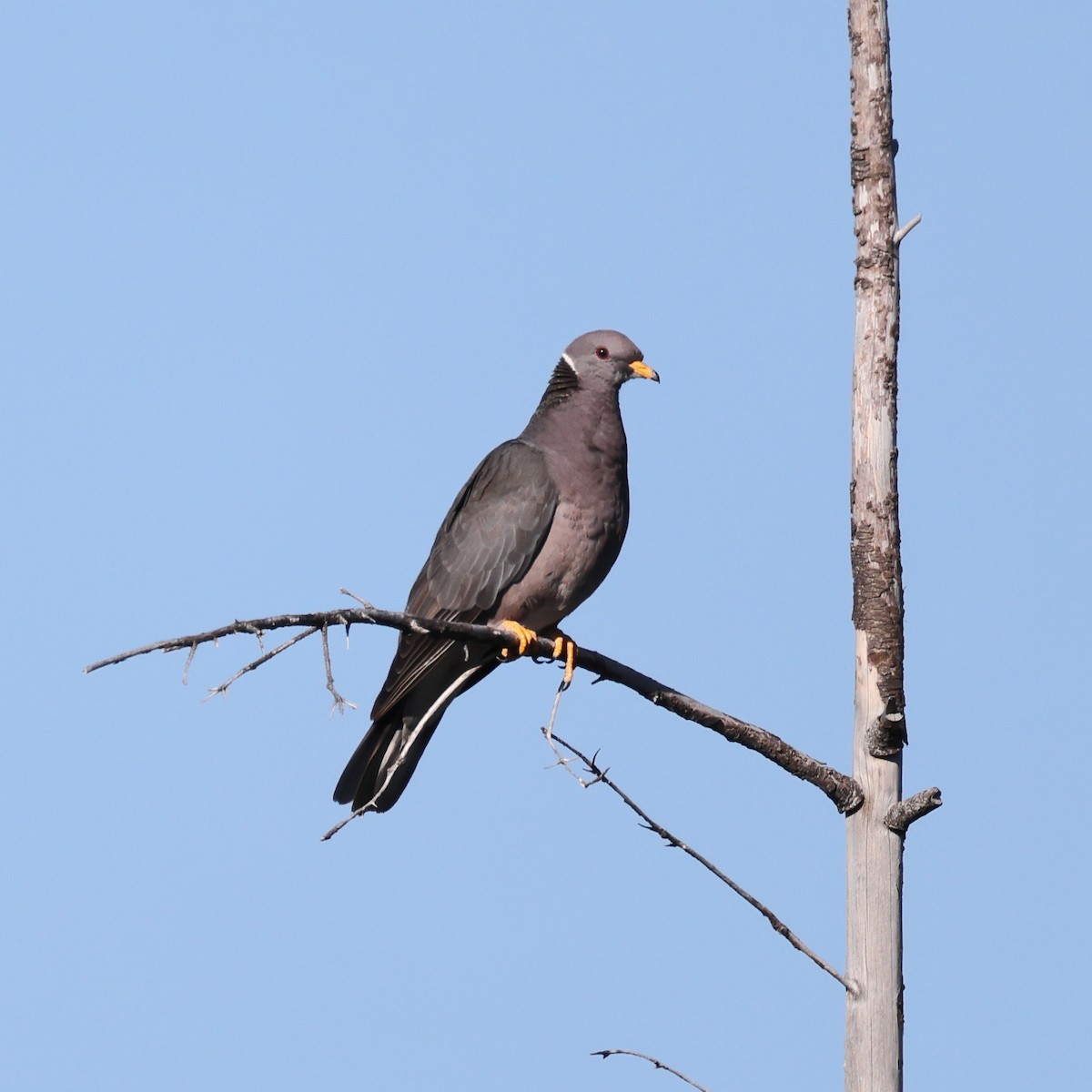 Band-tailed Pigeon - Gregory Luckert