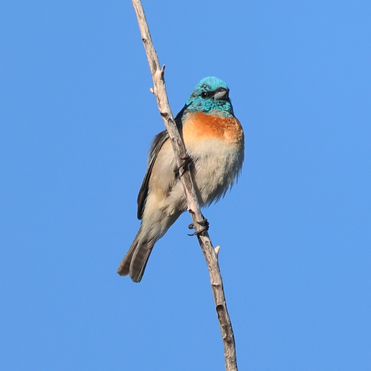 Lazuli Bunting - Gregory Luckert