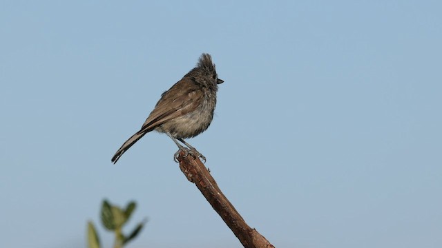 Oak Titmouse - ML586826501