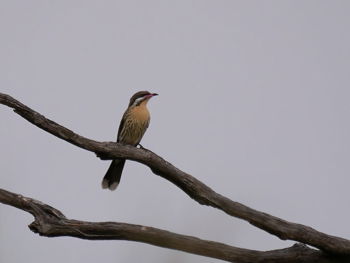 Spiny-cheeked Honeyeater - ML586827071