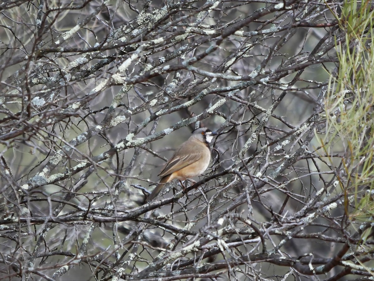 Crested Bellbird - ML586827101