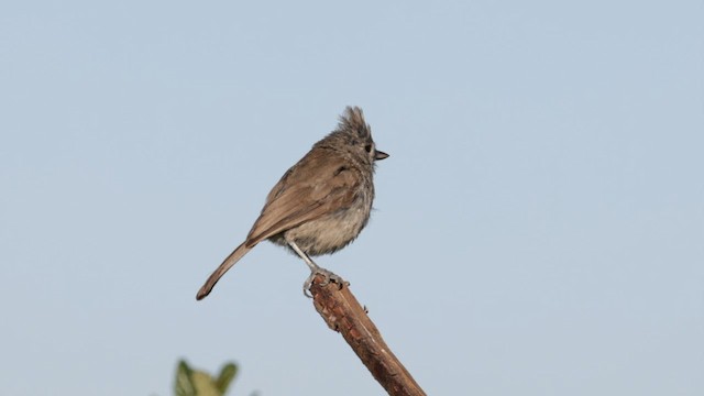 Oak Titmouse - ML586828271