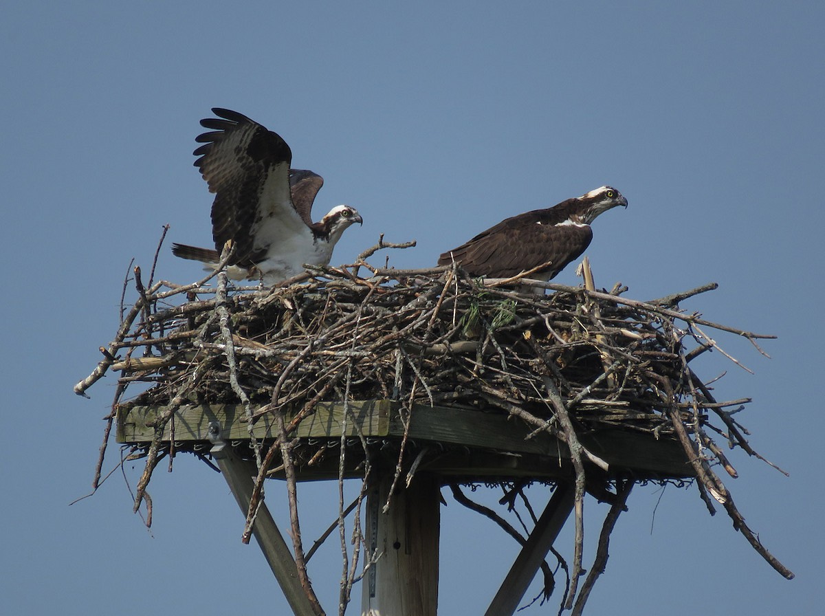 Osprey - ML586828411