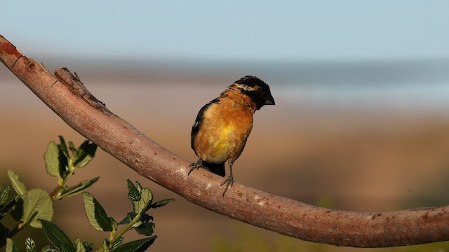 Cardinal à tête noire - ML586828611