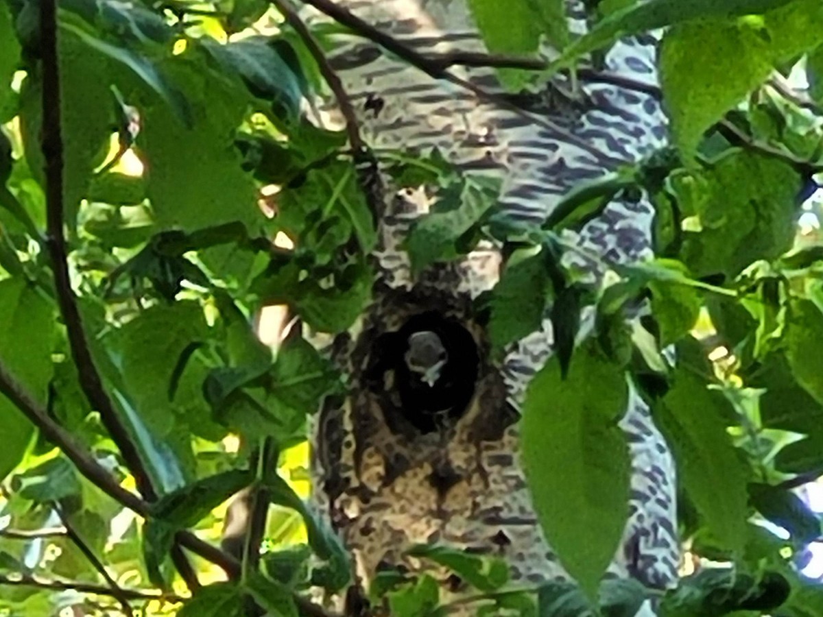 Northern Flicker - ML586828811