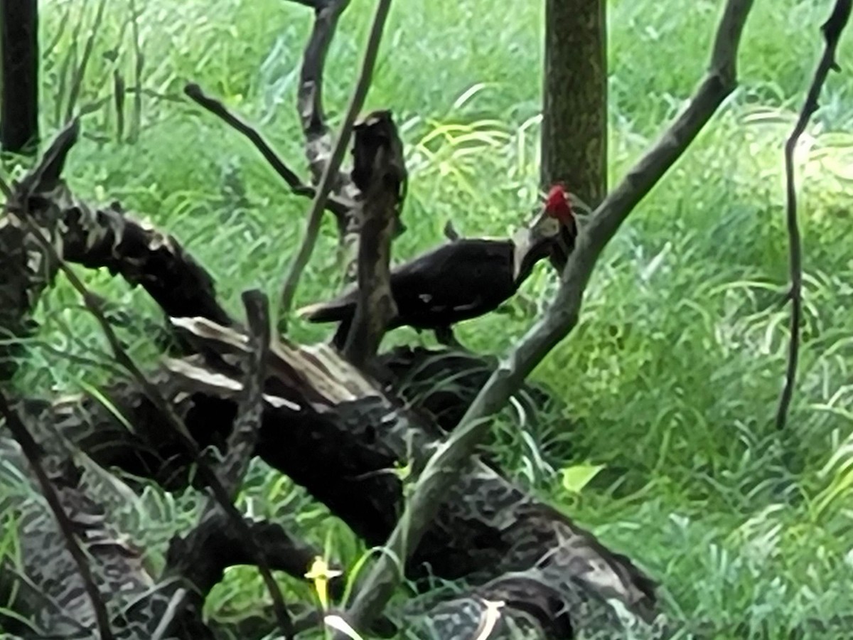 Pileated Woodpecker - ML586828841