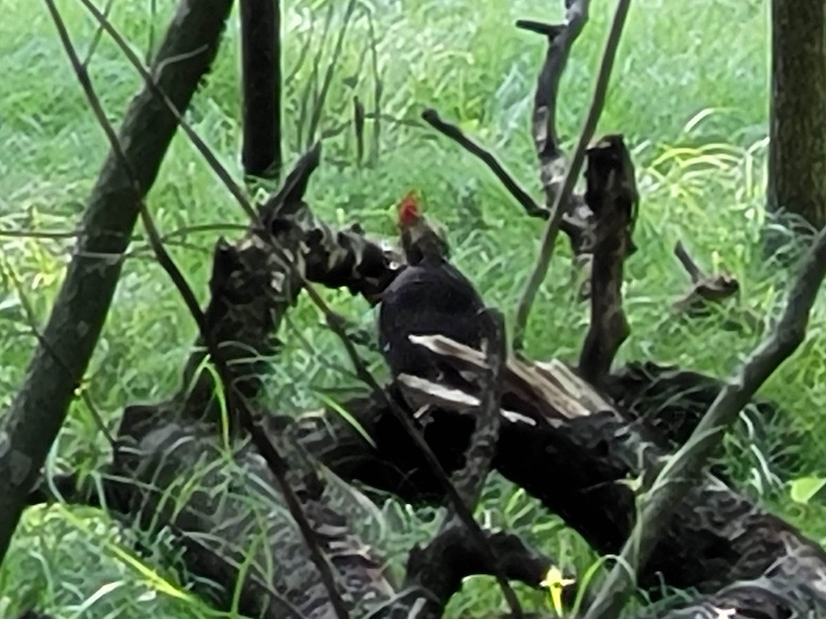 Pileated Woodpecker - ML586828871