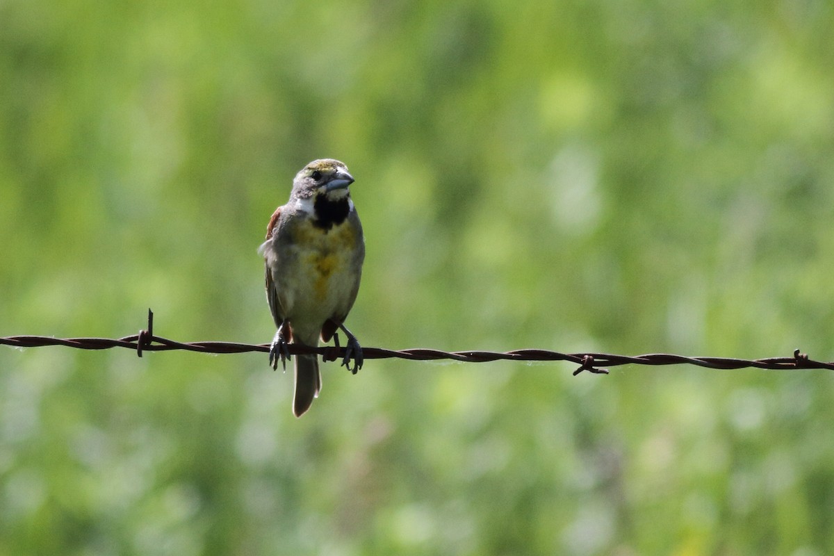 Dickcissel - ML586829171