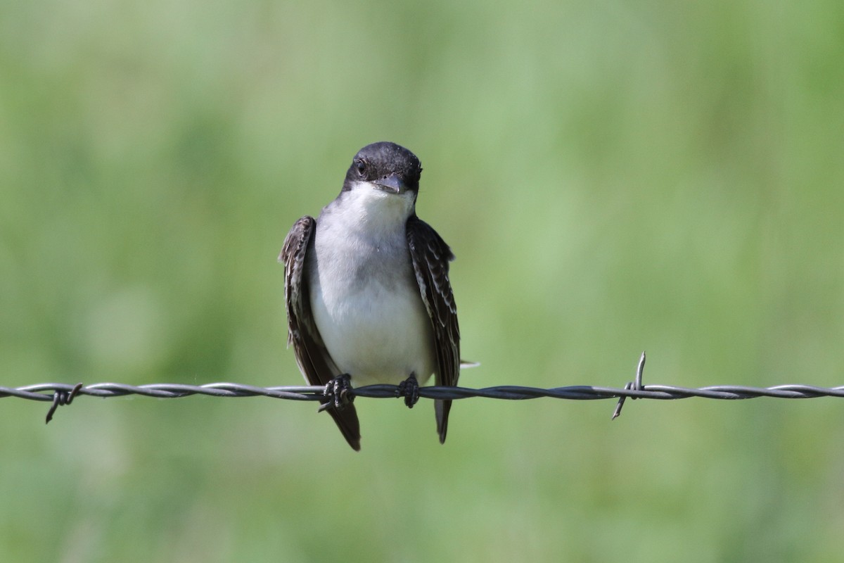 Eastern Kingbird - ML586829211