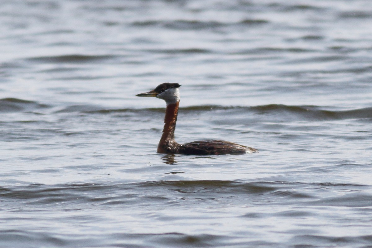 Red-necked Grebe - ML586829271