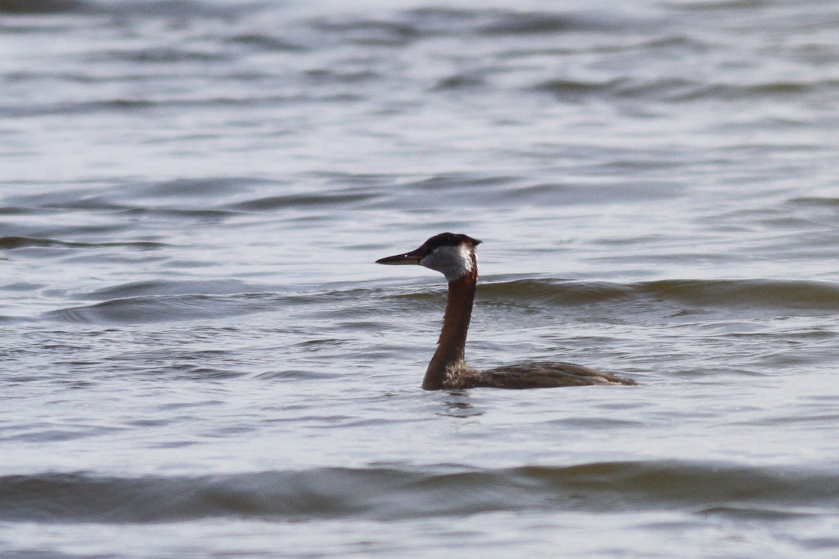 Red-necked Grebe - ML586829281