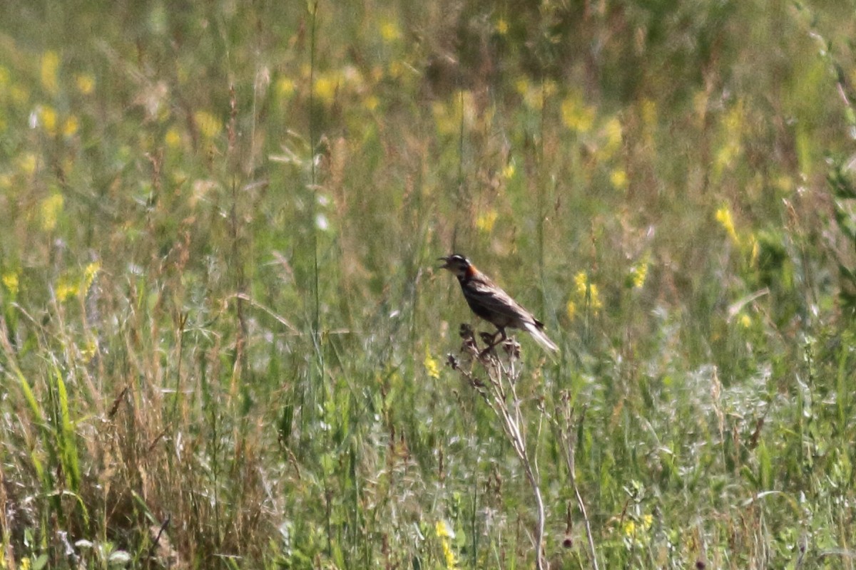 Chestnut-collared Longspur - ML586829311