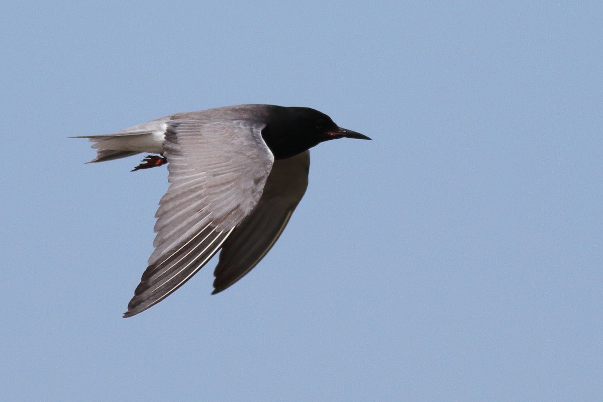 Black Tern - ML586829341