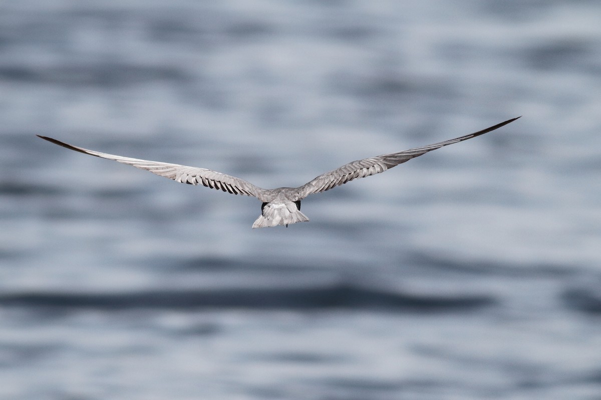 Black Tern - ML586829371