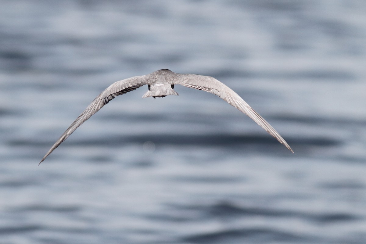 Black Tern - ML586829381