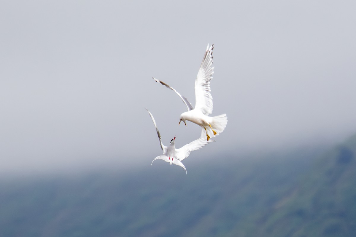 Short-billed Gull - ML586829741