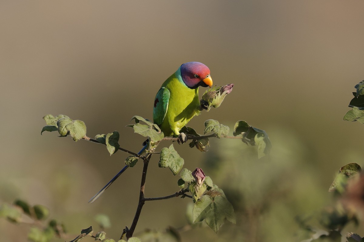 Plum-headed Parakeet - ML586830911