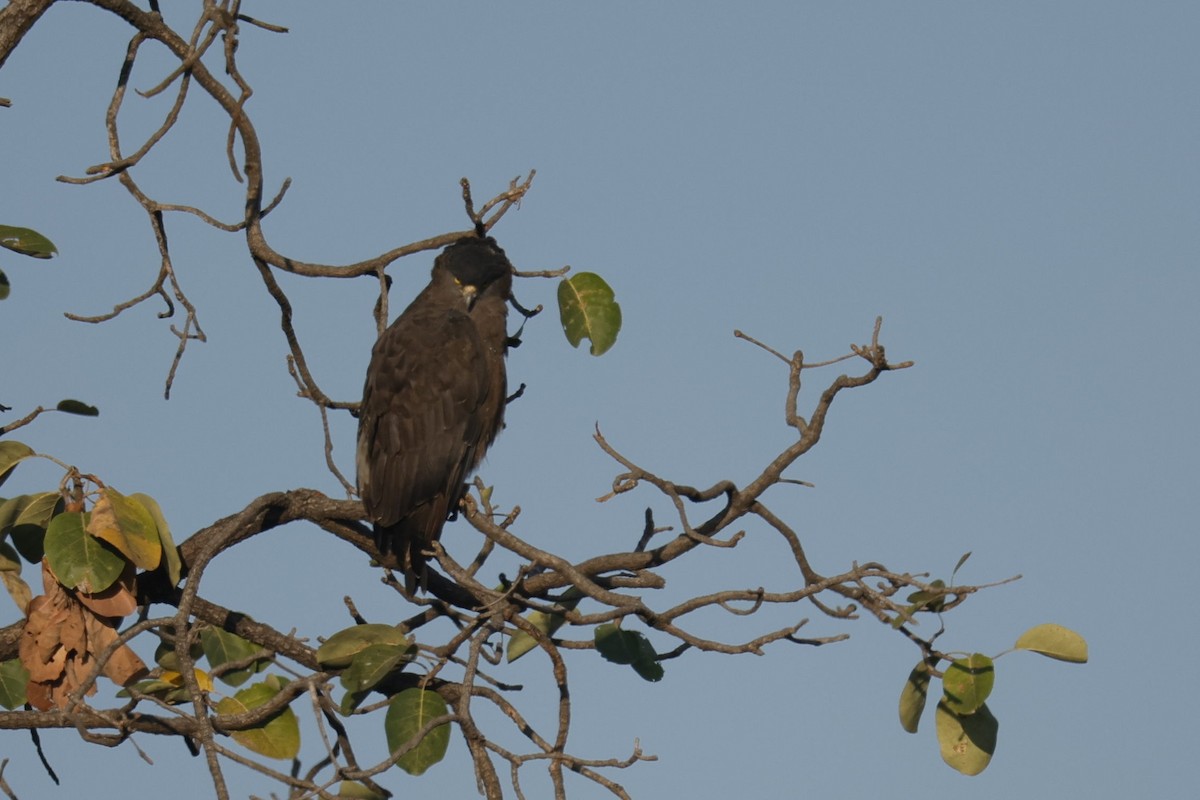 Haubenschlangenadler - ML586830921