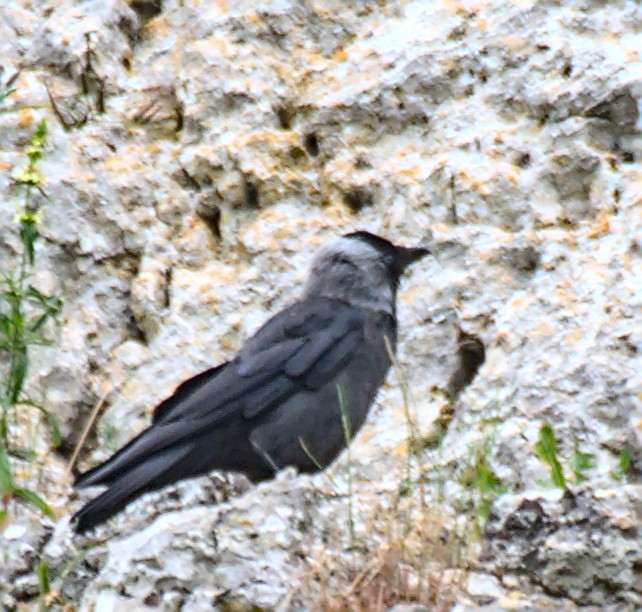 Belatxiki arrunta - ML586831961