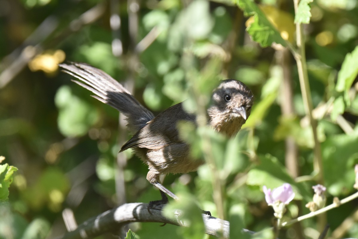 Wrentit - Naresh Satyan