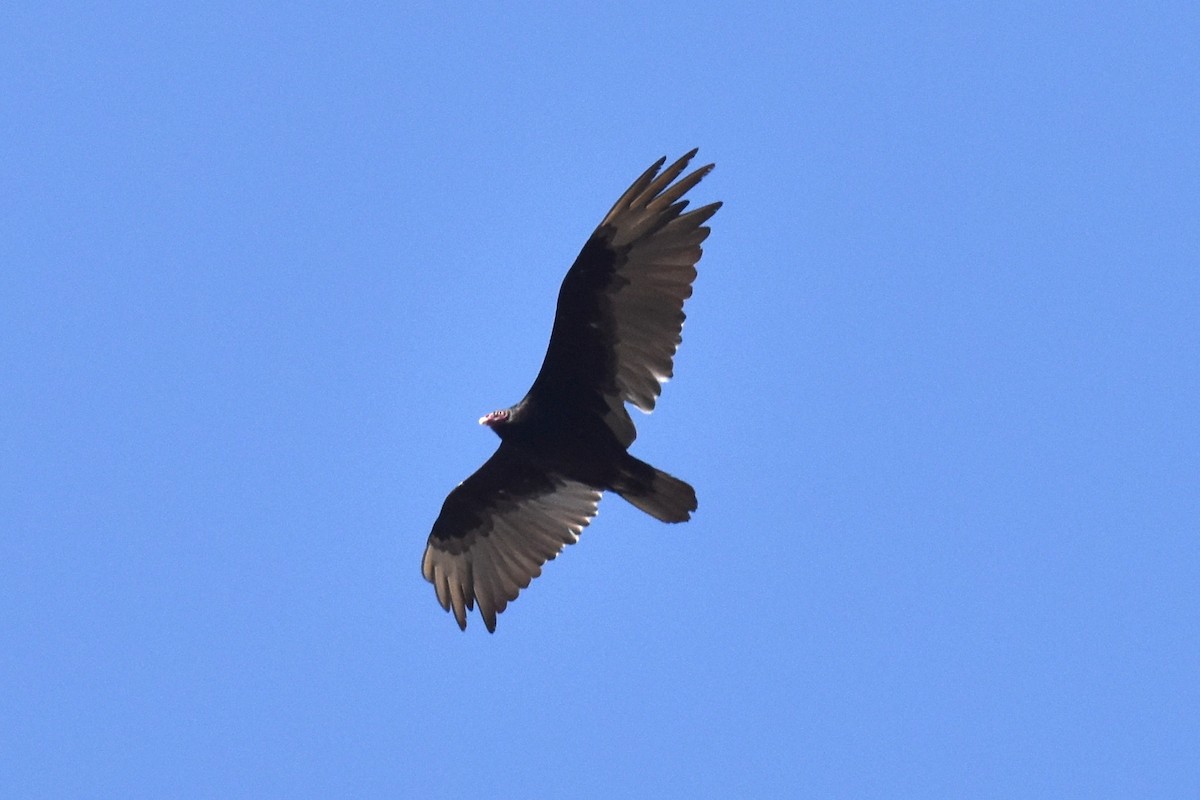 Turkey Vulture - Naresh Satyan