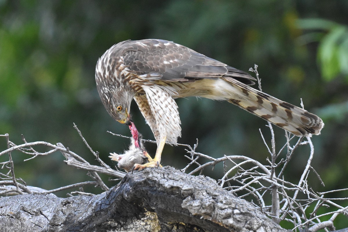 Cooper's Hawk - ML586832401