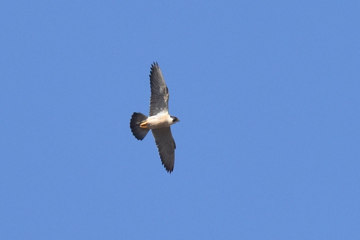 Peregrine Falcon - Naresh Satyan