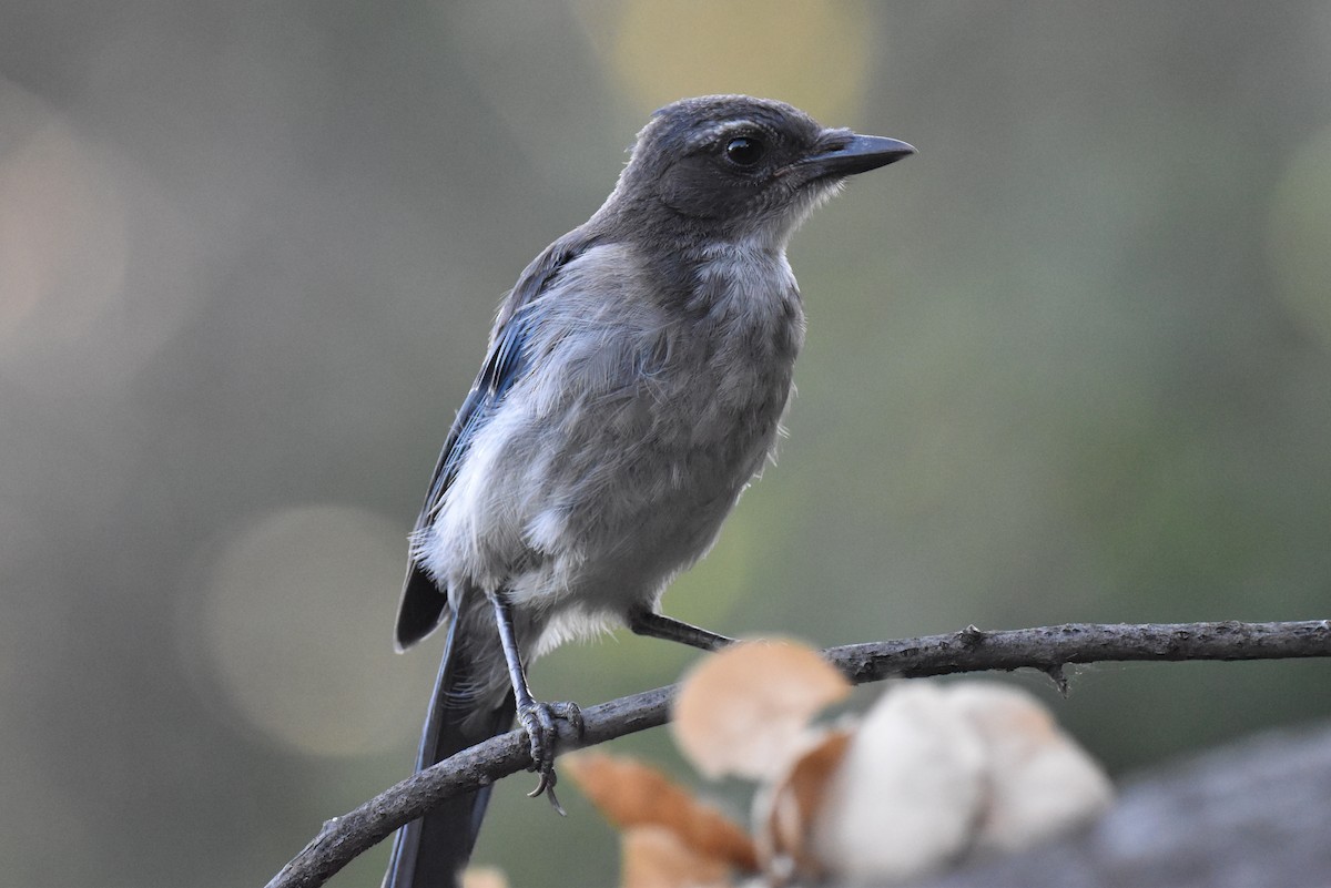 California Scrub-Jay - ML586832601