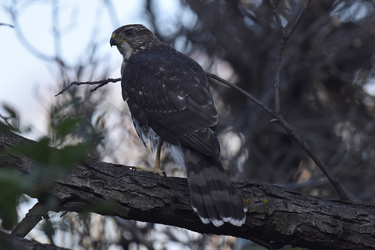 Cooper's Hawk - Naresh Satyan