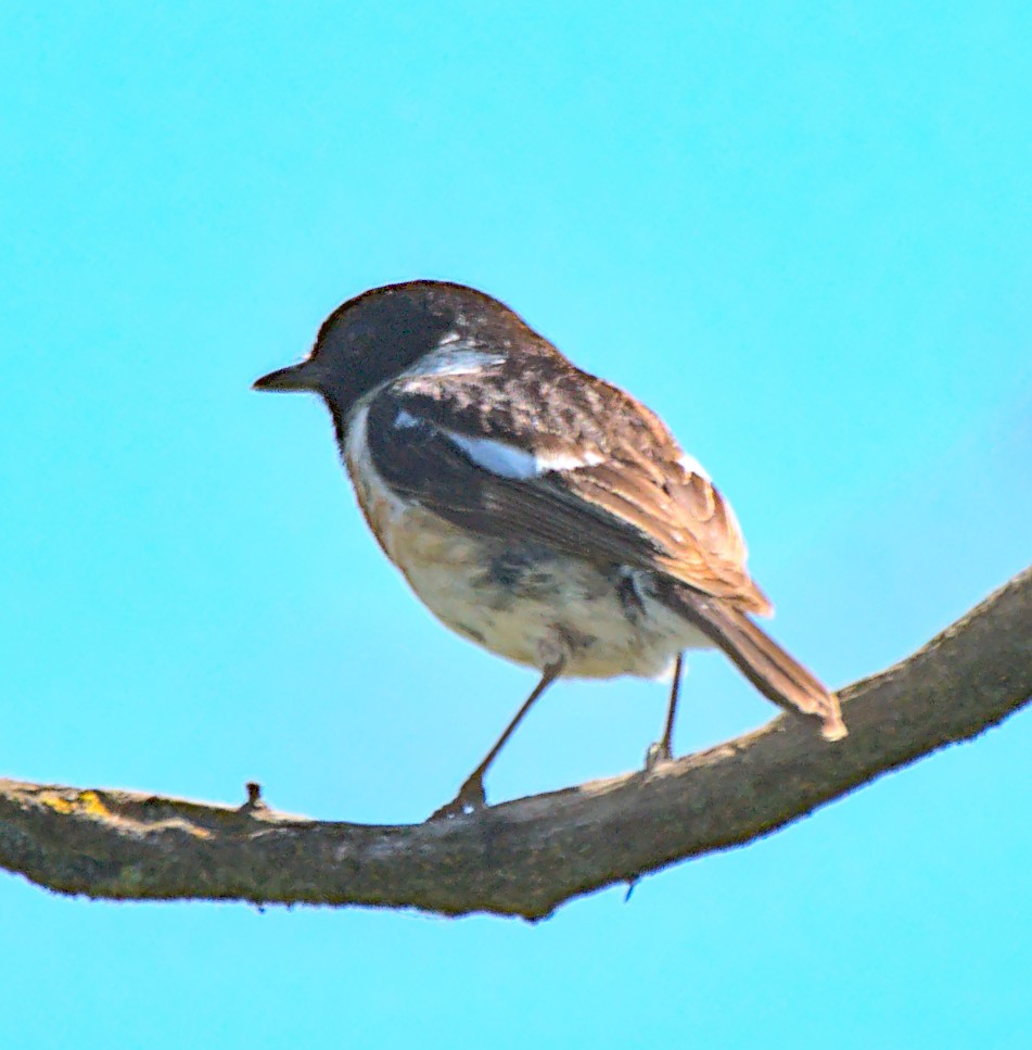European Stonechat - ML586832741