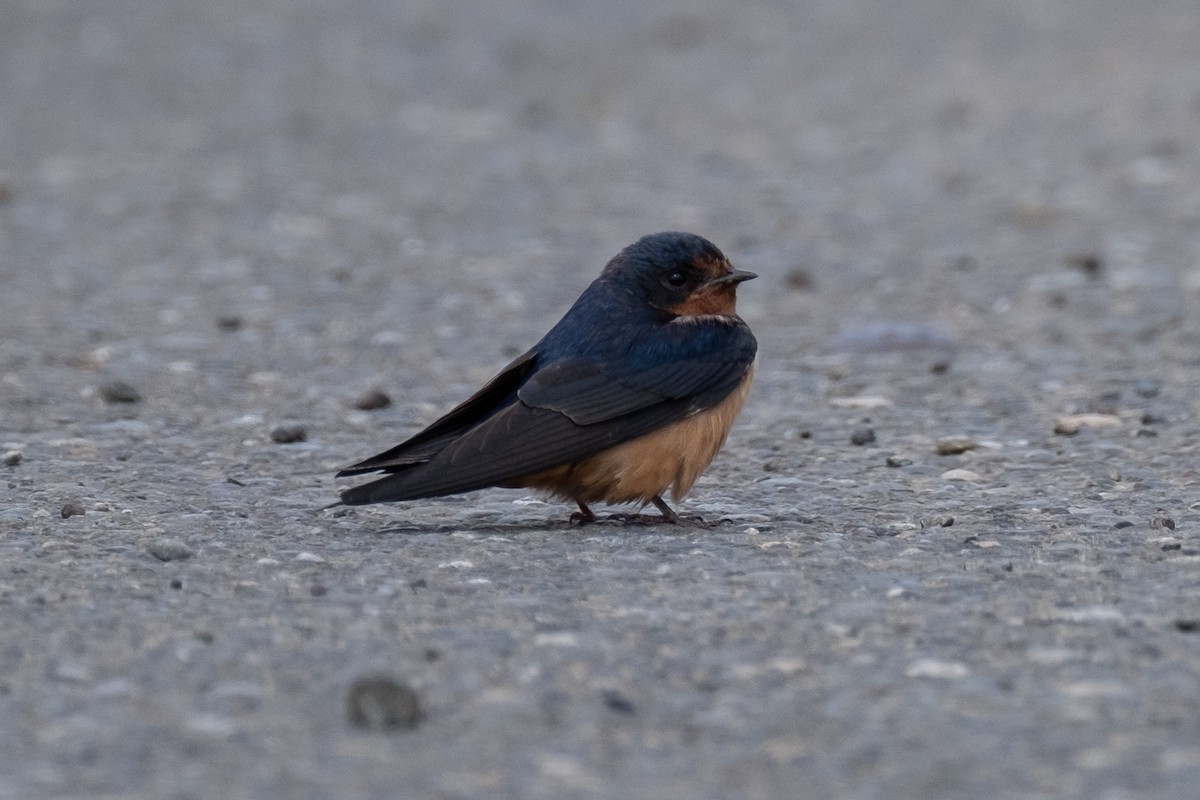 Barn Swallow - Tim Horvath