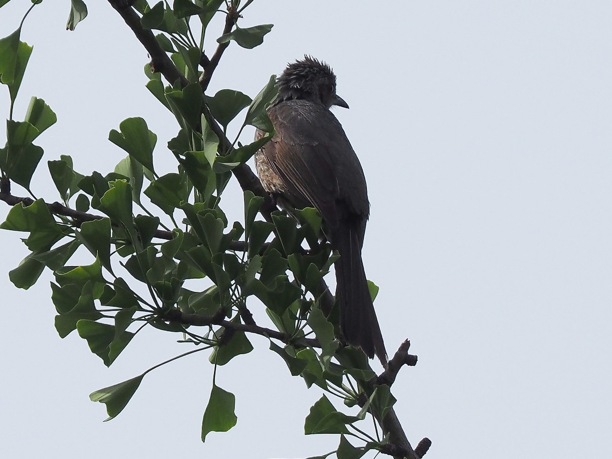 Brown-eared Bulbul - Darren Shirley