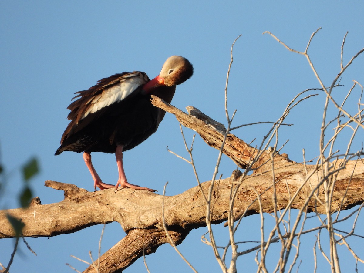 Black-bellied Whistling-Duck - ML586836621