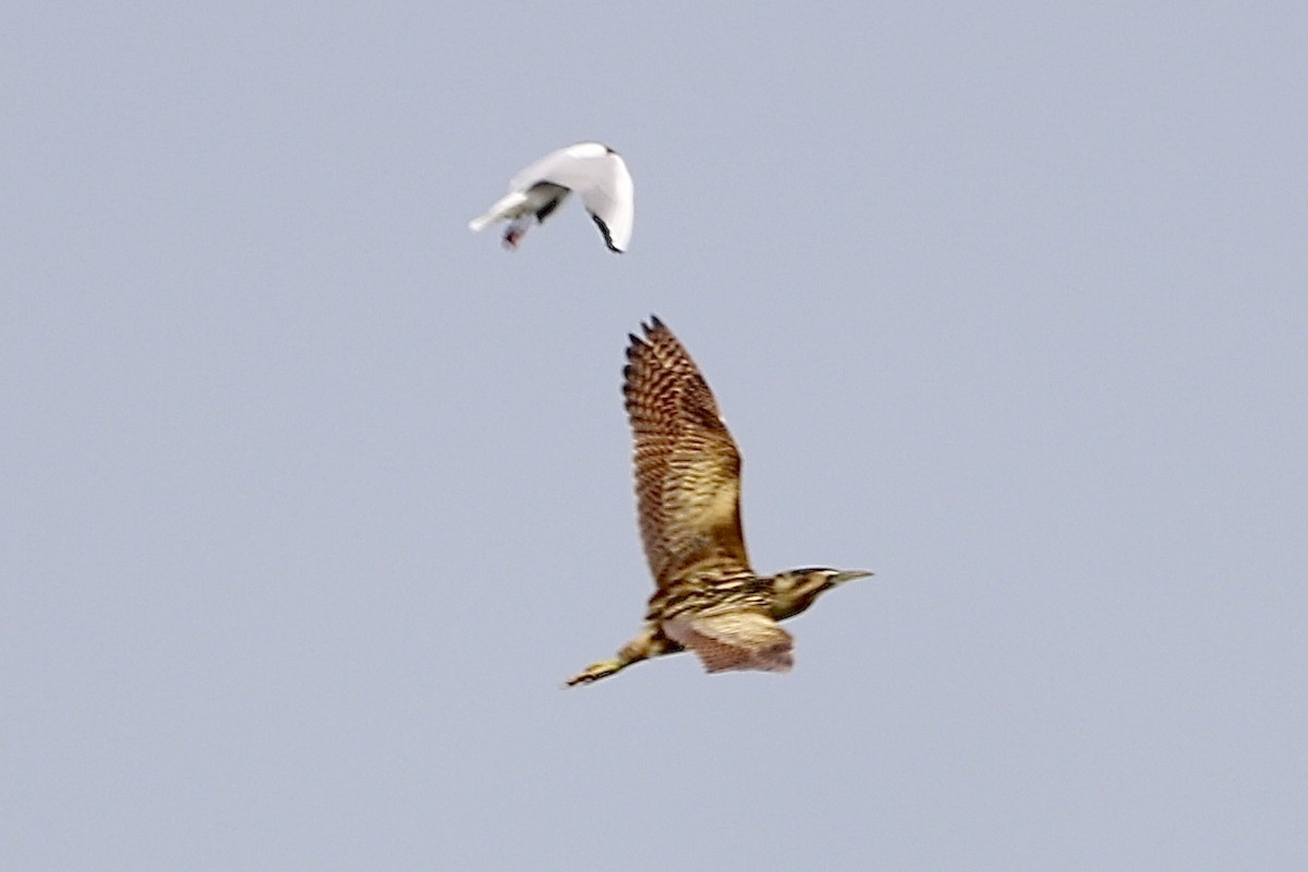 Great Bittern - ML586836741