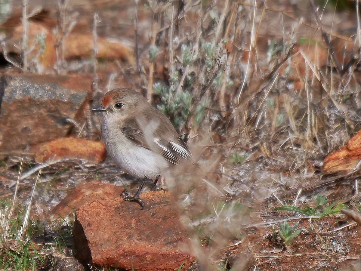 Red-capped Robin - ML586836991