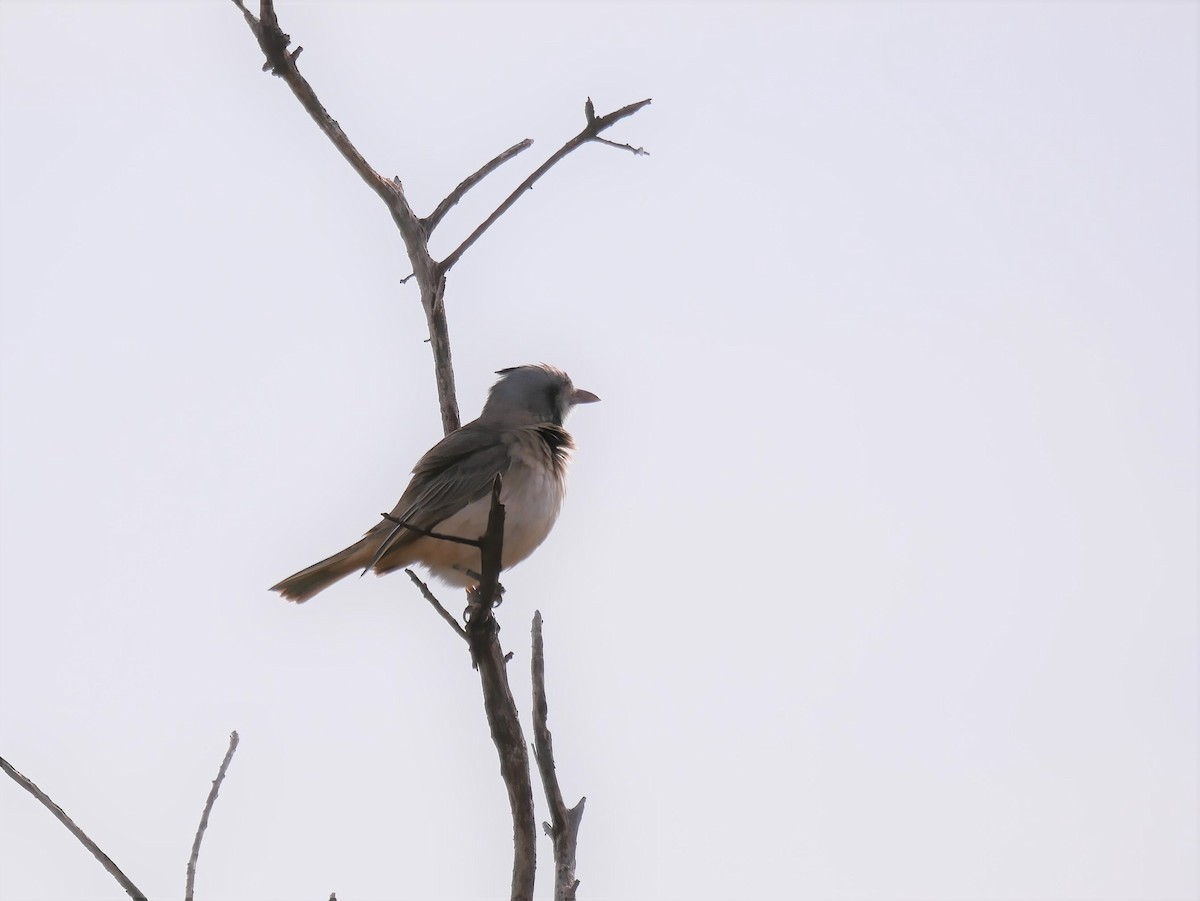 Crested Bellbird - ML586837091