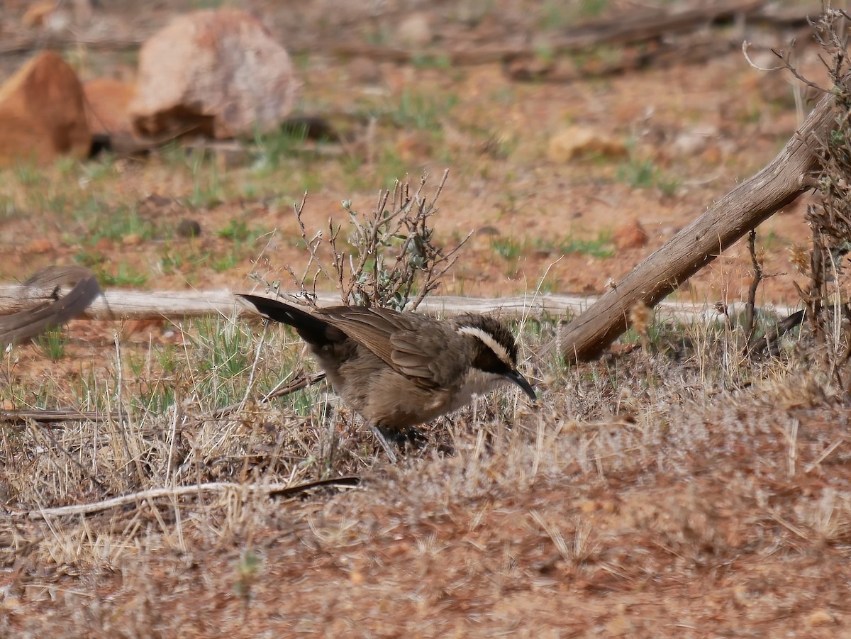 White-browed Babbler - ML586837101