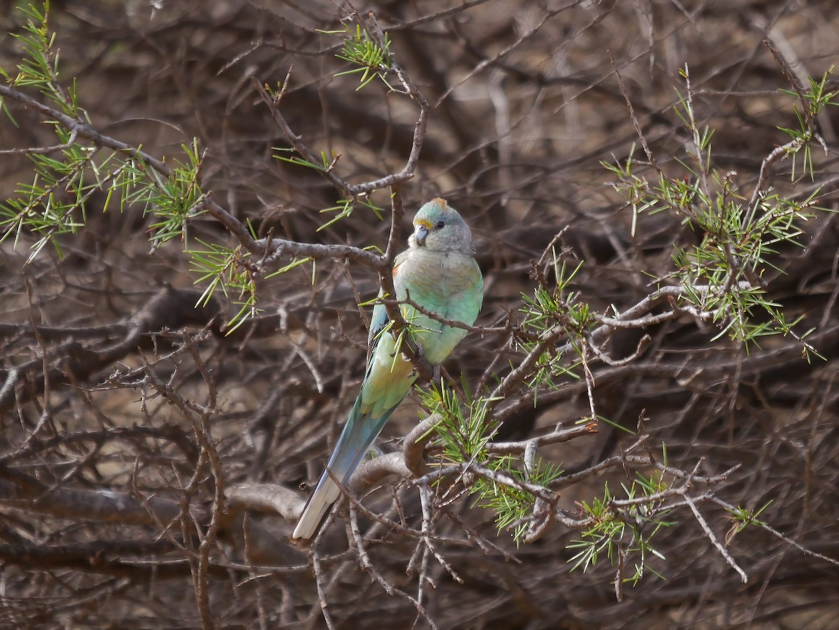 Mulga Parrot - ML586837231