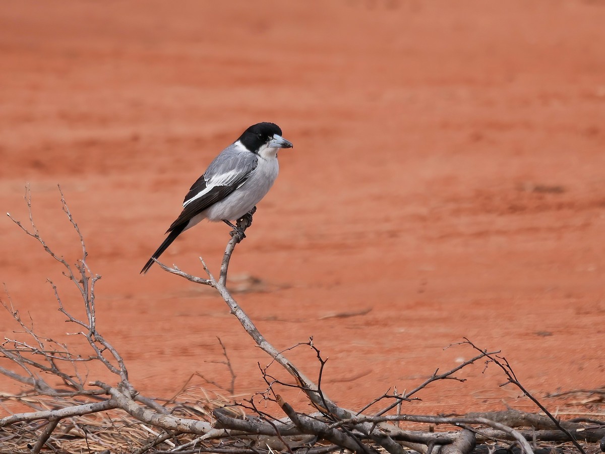 Gray Butcherbird - ML586837331