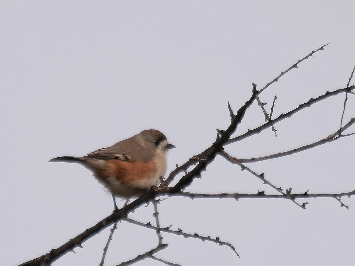 Southern Whiteface - ML586837791